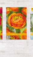 X  750 RANUNCULUS PIOENBLOEMIG NJ 6/7