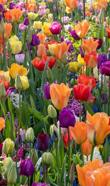 FESTIVAL OF COLOURS