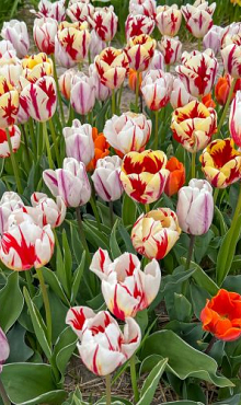 FLAMING BEAUTY MIX