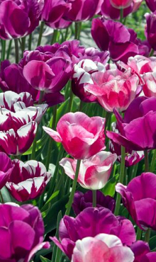 HARMONY OF PURPLES