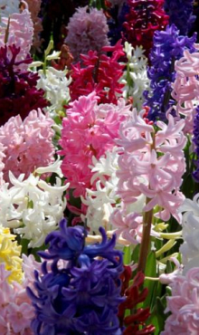 IRRESISTIBLE FRAGRANCE
