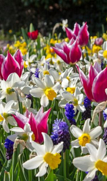 PALETTE OF SPRING