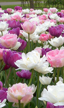 PEACEFUL PASTELS