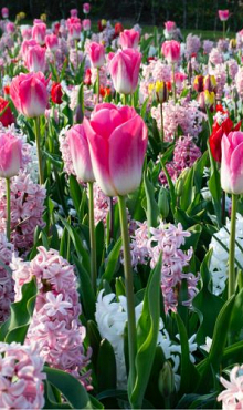 PINK REVELATION