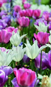 PURE AND PASTEL