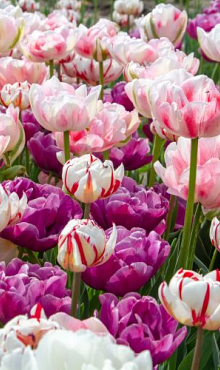 SPRING PEONIES