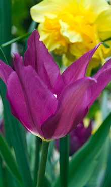 TULIPA PURPLE DREAM