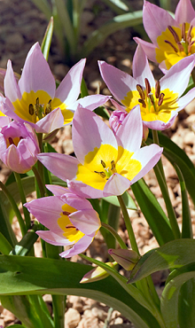 TULIPA SAXATILIS