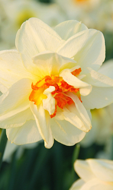 NARCISSUS FLOWER DRIFT