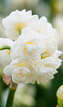 NARCISSUS CHEERFULNESS