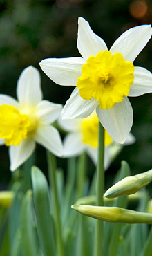 NARCISSUS TOPOLINO