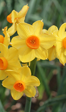 NARCISSUS GRAND SOLEIL D'OR