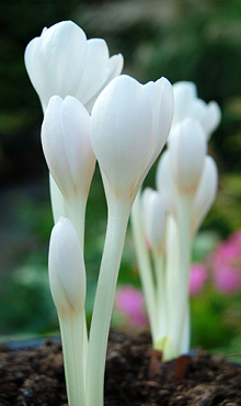 COLCHICUM AUTUMNALE ALBUM