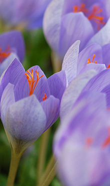 CROCUS SPECIOSUS SSP