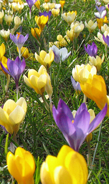 CROCUS BOTANISCH GEMENGD