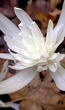 COLCHICUM AUTUMNALE ALBOPLENUM