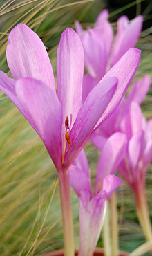 COLCHICUM GIANT