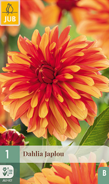 X 1 DAHLIA JAPLOU I