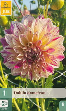 X 1 DAHLIA KAMELEON I