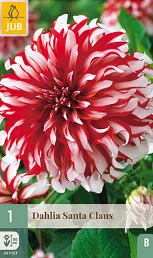 X 1 DAHLIA SANTA CLAUS I
