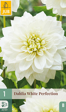 X 1 DAHLIA WHITE PERFECTION I