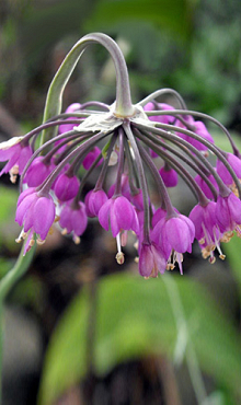 ALLIUM CERNUUM