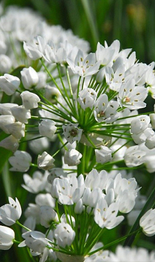 ALLIUM NEAPOLITANUM