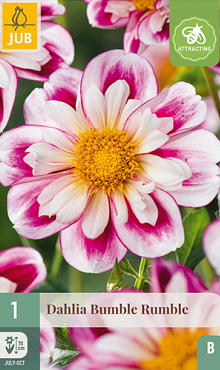 X 1 DAHLIA BUMBLE RUMBLE I