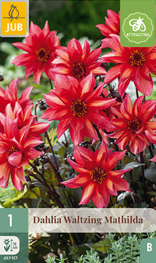 X 1 DAHLIA WALTZING MATHILDA I