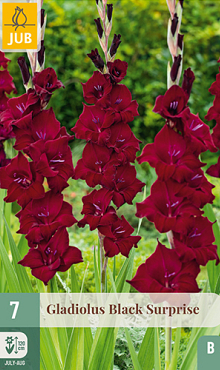 X   7 GLADIOLUS BLACK SURPRISE 12/14