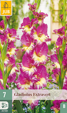 X   7 GLADIOLUS EXTRAVERT 12/14