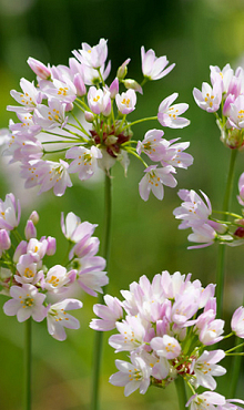 ALLIUM ROSEUM