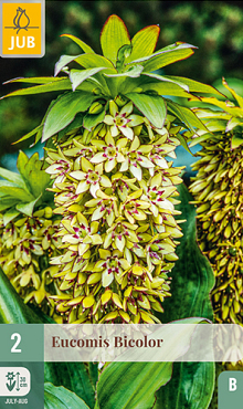 X   2 EUCOMIS BICOLOR 14/16