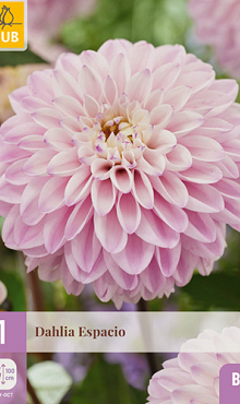 X 1 DAHLIA ESPACIO I