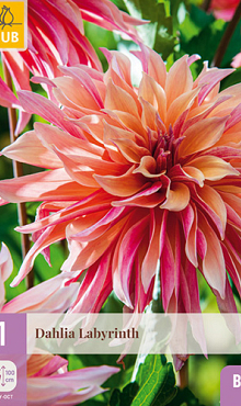 X 1 DAHLIA LABYRINTH I