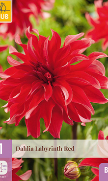 X 1 DAHLIA LABYRINTH RED I