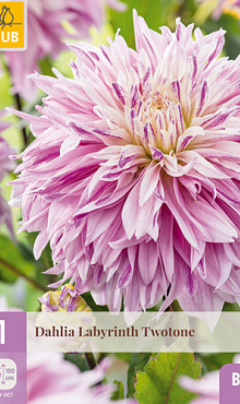 X 1 DAHLIA LABYRINTH TWOTONE I