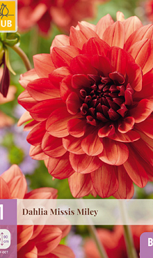 X 1 DAHLIA MISSIS MILEY I