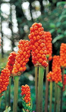 ARUM ITALICUM