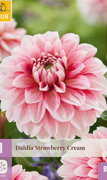 X 1 DAHLIA STRAWBERRY CREAM I