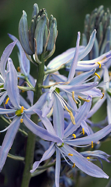 CAMASSIA CUSICKII