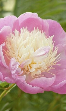 X 10 PAEONIA BOWL OF BEAUTY 2/3