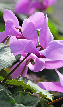 CYCLAMEN CILICIUM