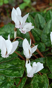 CYCLAMEN HEDERIFOLIUM ALBUM