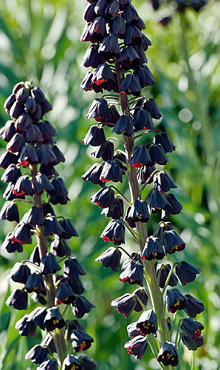 FRITILLARIA PERSICA