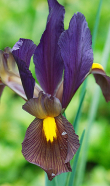 IRIS HOLLANDICA EYE OF THE TIGER