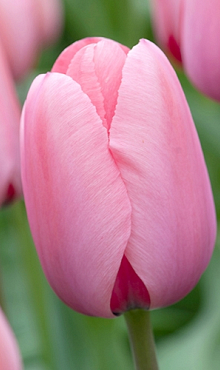 TULIPA PINK IMPRESSION